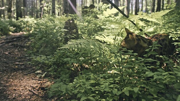 Jakie rośliny najlepiej sprawdzą się na działce leśnej?