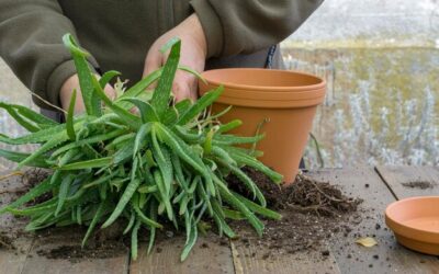 Jakie sposoby rozmnażania juki ogrodowej są najbardziej skuteczne?