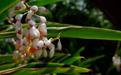 Juka – egzotyczna roślina do Twojego domu