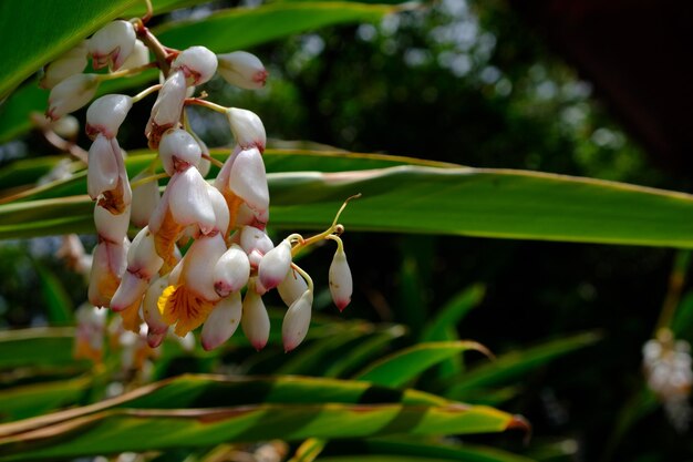 Juka - egzotyczna roślina do Twojego domu
