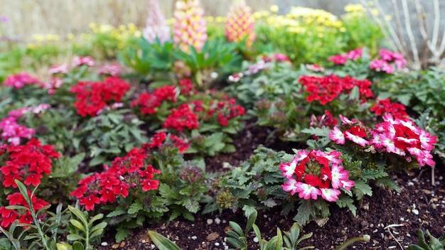 Jakie kwiaty wieloletnie sprawdzą się najlepiej w gazonach?