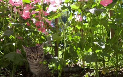 Jakie rośliny mogą zaszkodzić Twojemu kotu?