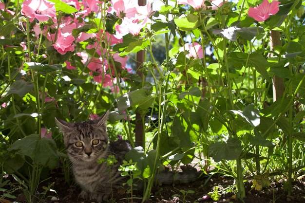 Jakie rośliny mogą zaszkodzić Twojemu kotu?