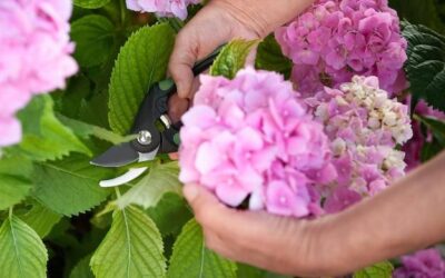 Kiedy i jak sadzić hortensje, aby bujnie rosły?