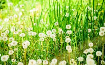 Kiedy pylenie traw może być uciążliwe dla alergików?