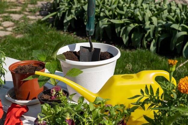 Jak prawidłowo nawozić juki ogrodowe, by bujnie rosły?