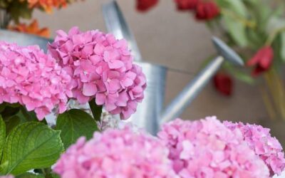 Jaka jest optymalna odległość przy sadzeniu hortensji?