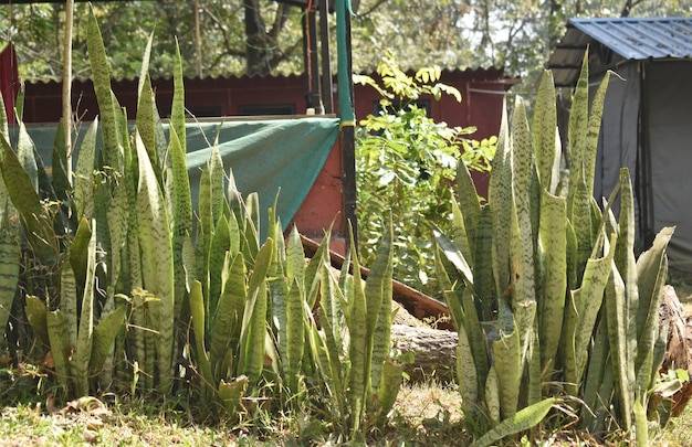 Juka w ogrodzie – jak wybrać idealne miejsce do sadzenia?