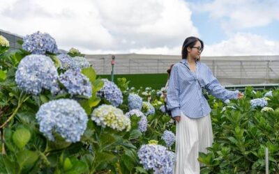 W jakiej odległości sadzić hortensje, aby cieszyły oko w ogrodzie?