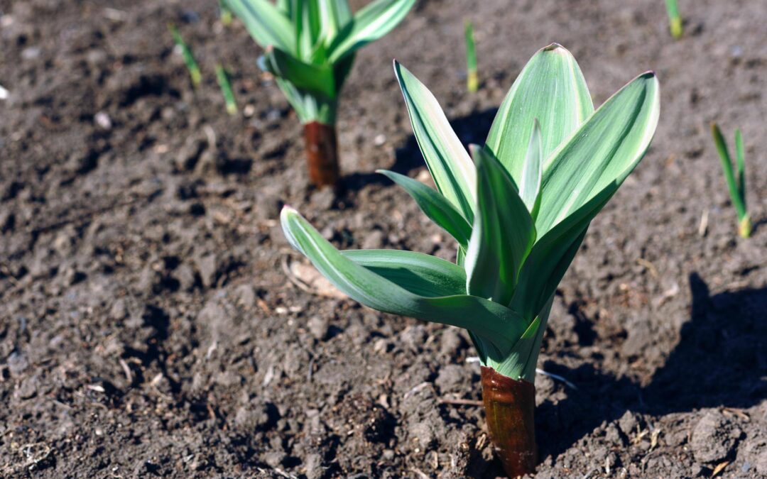 Jaka ziemia będzie najlepsza dla yucca w doniczce?